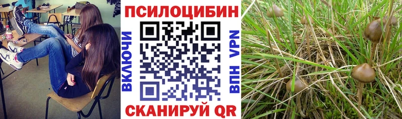 где купить наркотик  Псков  Псилоцибиновые грибы мицелий 